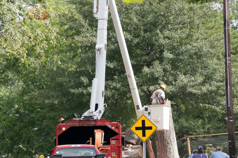Local Large Tree Removal pros at work