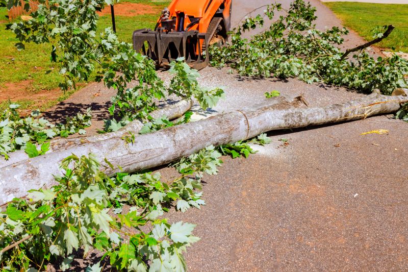 Apple Tree Removal in Duluth, MN