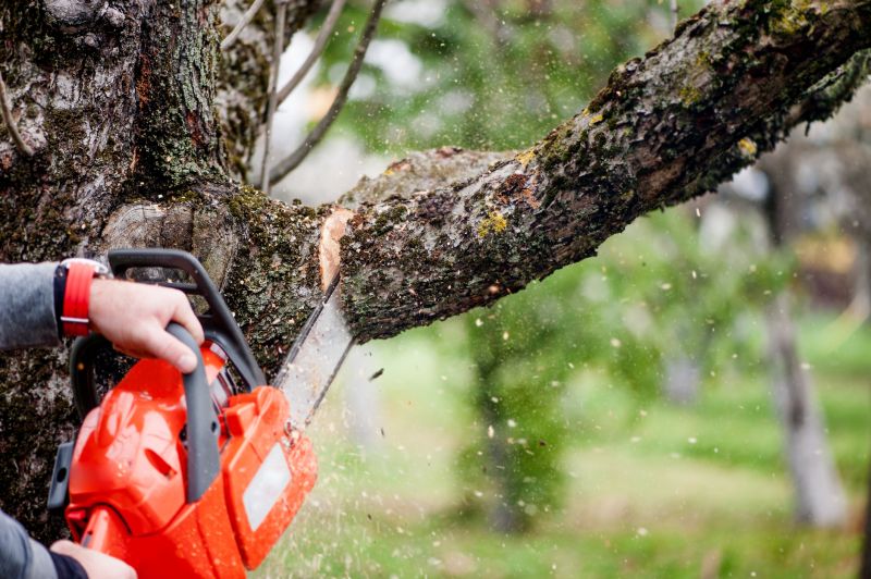 Birch Tree Removal in Aiken, SC
