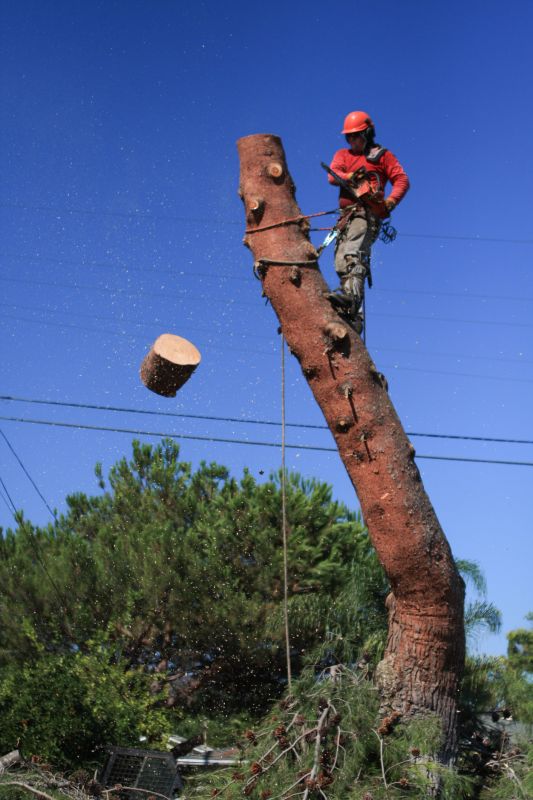 Large Tree Removal