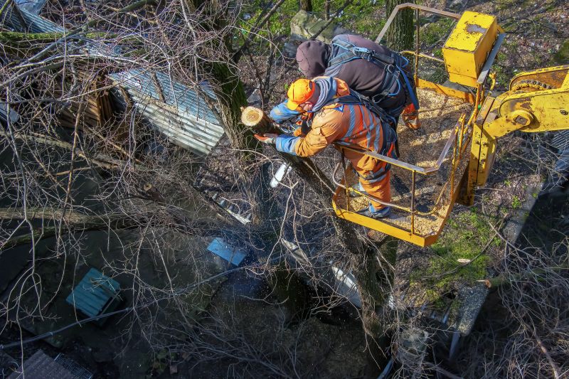 Large Tree Removal