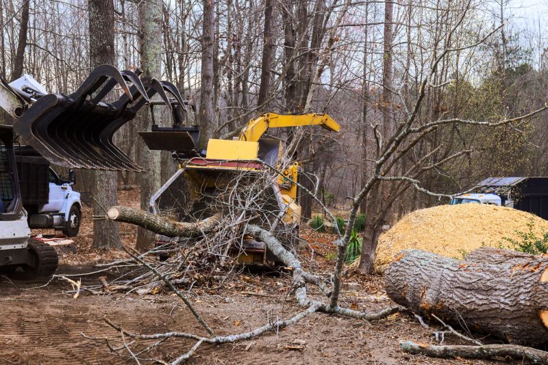 Tree Cutting and Removal Process