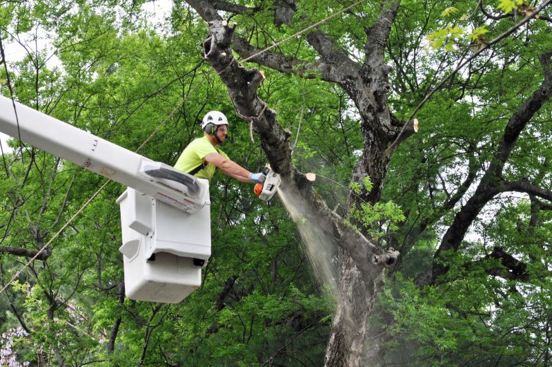 Large Tree Removal