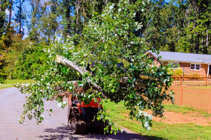 Large Tree Removal