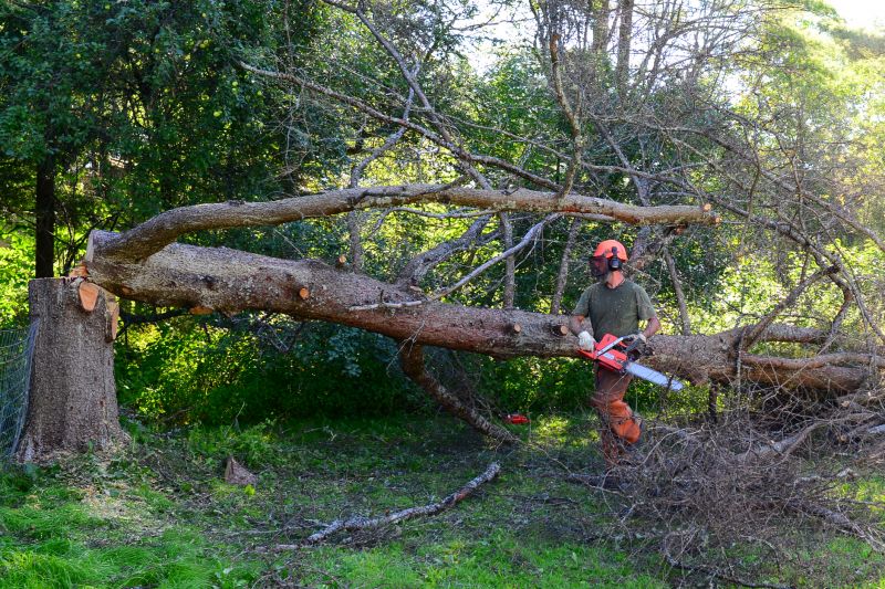 Large Tree Removal