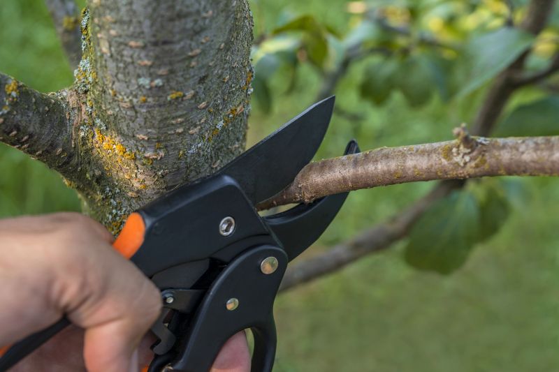 Mimosa Tree Removal in Aiken, SC