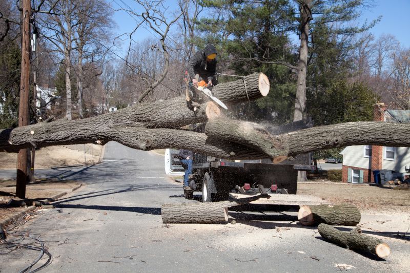 Risks of Removing Trees During Storms