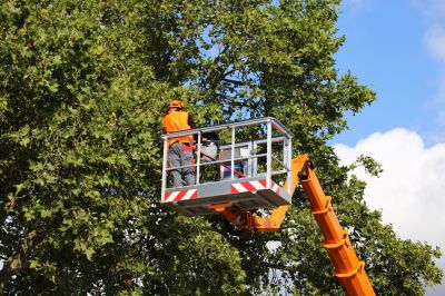 Planning Your Tree Removal Schedule